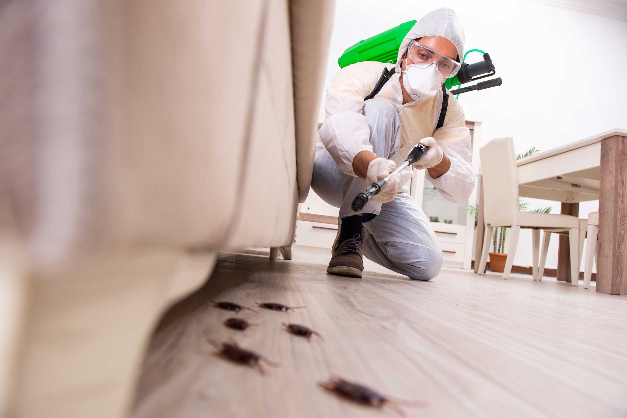 Pest Control Services in Springfield